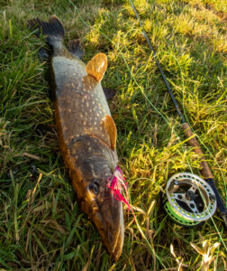 Pike with streamer