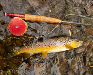 Brown Trout with Red Mohlin reel